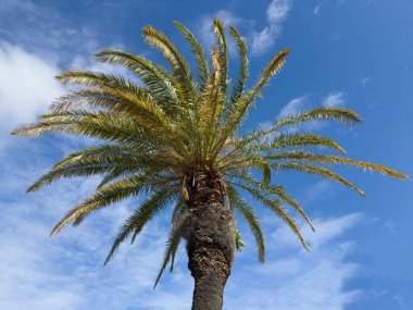Mavi bulutlu arka planda palmiye ağacı, aşağıdan hindistan cevizi ağacı manzarası, güneşli bir gün.