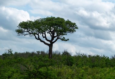 Afrika savanasındaki Akasya ağacı, bulutlu gökyüzü. Vachellia Tortilis, Hluhluwe Parkı, Güney Afrika