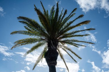 Mavi bulutlu arka planda palmiye ağacı, güneşe karşı hindistan cevizi ağacı, aşağıdan manzara