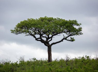 Afrika savanasındaki Akasya ağacı, bulutlu gökyüzü. Vachellia Tortilis, Hluhluwe Parkı, Güney Afrika