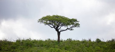 Acacia tree in African savannah, cloudy sky. Vachellia tortilis in Hluhluwe park, South Africa clipart