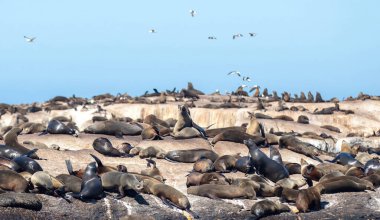 Seal Island, Cape Town Güney Afrika. Kahverengi kürk fokları Arctocephalus pusillus kolonisi Duiker Adası 'nda dinleniyor.