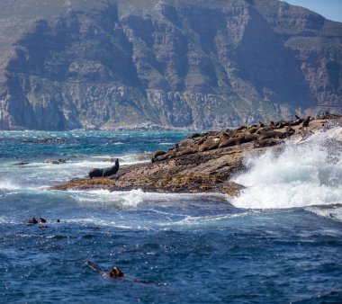 Seal Island, Cape Town Güney Afrika. Kahverengi kürk fokları Arctocephalus pusillus kolonisi Duiker Adası 'nda dinleniyor.