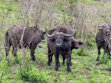 Afrika bufaloları, bufalo grubu Syncerus caffer Güney Afrika 'daki bir Ulusal Park' ta otluyor.
