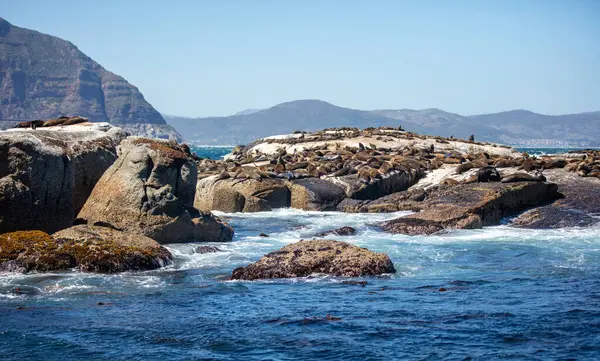 Seal Island, Cape Town Güney Afrika. Kahverengi kürk fokları Arctocephalus pusillus kolonisi Duiker Adası 'nda dinleniyor.