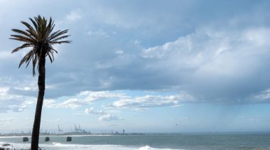 Kıyıdaki palmiye ağacı, Port Elizabeth Güney Afrika liman turnaları, Hint okyanus dalgaları ve bulutlu mavi gökyüzü arka planı.  