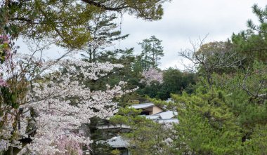 Çiçek açan kiraz ağacı dalı ve Japon bahçesindeki çam ağacı. Japonya 'da bahar günü, bulutlu gökyüzü