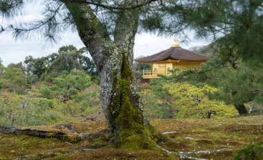 Japon kara çam ağacı ve Altın Pavilyon Zen Budist tapınağı, Kinkakuji bahçesi arka planda, Kyoto, Japonya. 