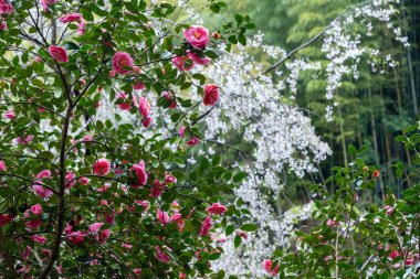 Blooming camelia and cherry trees in a Japanese garden, blur bamboo forest background, Spring day in Japan,  clipart