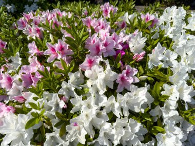 Çiçekli Japon açelya arka planı, rhododendron japonicum çalısı, beyaz ve pembe çiçekler ve yeşil yapraklar yakın plan, Japonya 'da bahçe
