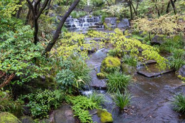 Yeşillik, yosun kaplı kayalar, eğreltiotları ve süslü otlarla çevrili bir şelalesi olan Japon bahçe sahnesi.