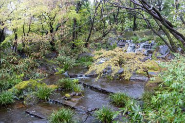 Yeşillik, yosun kaplı kayalar, eğreltiotları ve süslü otlarla çevrili bir şelalesi olan Japon bahçe sahnesi.