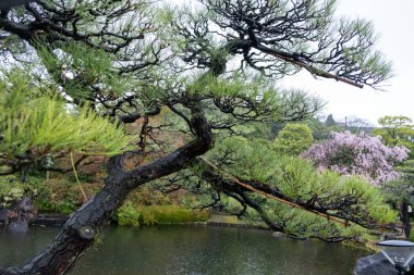 Japon siyah çam yakın görüntüsü, dalgalı suyla dolu bir göletin üzerindeki ağaç dalı, yağmurlu bir bahar günü Japon bahçesi., 