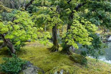 Bir bahar günü Japon bahçesi, taze yapraklı akçaağaç ağaçları ve sakin suyla kaplı küçük bir gölet, yosun kaplı kayalar.