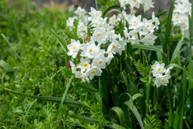 Narcissus çiçekleri, beyaz nergis çiçekleri yakın plan, Japonya 'da kağıt beyazı süs bahçesi, ilkbahar zamanı