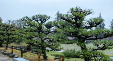 Japonya, Himeji kalesinde siyah çam ağaçları, yosun kaplı yer ve bulutlu gökyüzü, yağmurlu gün