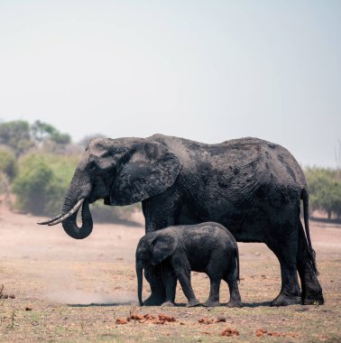 Afrikalı fil anne ve çocuk Botswana Afrika 'daki Chobe Ulusal Parkı' nda yürüyorlar..