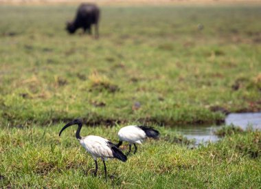 African sacred ibis walking on the grass, Two black and white color birds at Chobe national Park, Botswana Africa clipart