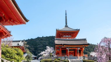 Geleneksel Japon tapınağı ve kiraz çiçekleri, mavi gökyüzü. Japonya, Kyoto 'daki Kiyomizu-dera tapınağı. Bahar sakura sezonu, 