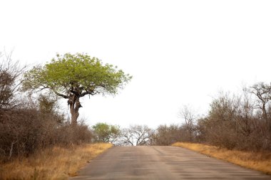 Afrika savanasındaki asfalt yol beyaz gökyüzünde izole edilmiş, Chobe Ulusal Parkı, Botswana
