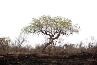 Savanna Fire Management project, Acacia tree in African savannah isolated on white sky, burnt ground clipart