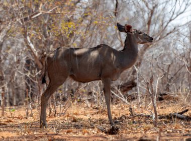 Afrika savanasındaki Kudu antilopları. Tragelaphus strepsiceros Chobe Ulusal Parkı, Botsvana Afrika.