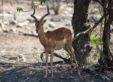 Impala, Botswana 'daki Chobe Ulusal Parkı' nda. Boynuzlu erkek antilop doğada