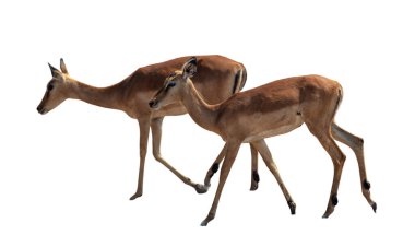 Impalas antilopları beyazın üzerinde izole edilmiş. Chobe Ulusal Parkı, Botswana Afrika 'da iki çaylak..