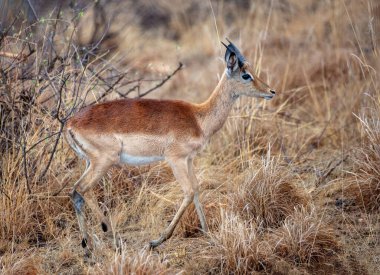 Steenbok antilobu, Botswana 'daki Chobe Ulusal Parkı' nda. Erkek boynuzlu Raphicerus doğada kamp kuruyor.