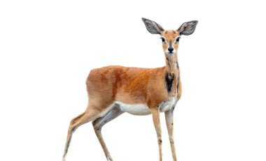 Steenbok antilobu, Raphicerus kampı beyazlar üzerinde izole edilmiş. Chobe Ulusal Parkı, Botswana