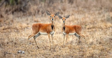 Steenboks antelopes at Chobe national Park, Botswana Africa. Two Raphicerus campestris in nature clipart