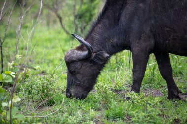 Güney Afrika 'daki Hluhluwe Ulusal Parkı' nda bufalo otlayan Afrika bufalosu.