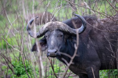 Afrika bufalosu, bufalo kameraya bakıyor, Güney Afrika 'daki Hluhluwe Ulusal Parkı
