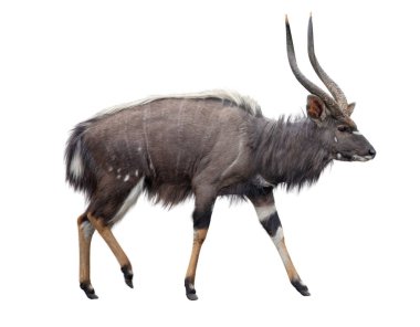 Nyala antilobu. Erkek boynuzlu Tragelaphus angasi beyaza izole edildi. Hluhluwe Ulusal Parkı, Güney Afrika.