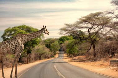 Afrika zürafası, yol kenarında duran safari hayvanı Chobe Ulusal Parkı, Botswana, Afrika