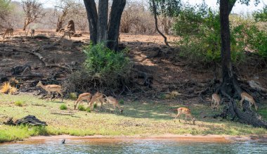 İmpalalar otlayan antiloplar. Vahşi hayvanlar nehir kıyısında, Chobe Ulusal Parkı, Botswana. Impala ya da rooibok, Aepyceros melampus doğada