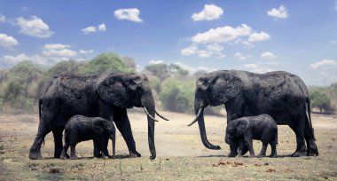 Afrika fillerinin anneleri ve çocukları Botswana Afrika 'daki Chobe Ulusal Parkı' nda bulutlu mavi gökyüzü