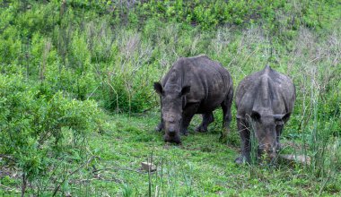 Rhinos grazing in Hluhluwe National Park, South Africa. Two white rhinoceros in natural environment clipart