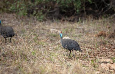 Kuru zeminde duran miğferli guinaful Afrika ulusal parkında vahşi bir kuş