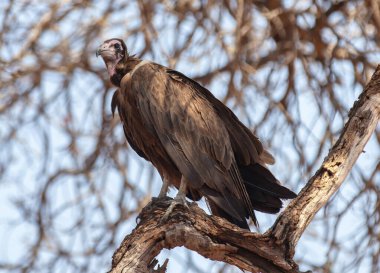 Vahşi kuş, kukuletalı akbaba savanadaki bir ağaç dalında, Güney Afrika 'daki ulusal park