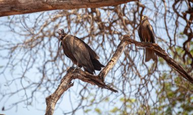 Wild birds, Hooded vulture and yellow-billed kite on a tree in an African national park clipart