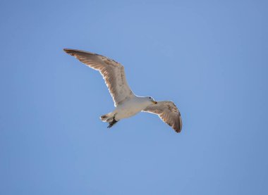 Martı, açık kanat sineği, açık mavi gökyüzü arkaplanı. Yosun Martı veya Dominik martısı, Güney Afrika,