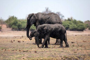 Afrika filleri ailesi. Büyük memeli anne ve çocuklar Botswana Afrika 'daki Chobe Ulusal Parkı' nda yürüyorlar..