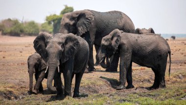 Afrika filleri grubu yakın çekim görüntüsü. Botswana Afrika 'daki Chobe Ulusal Parkı' nda vahşi hayvan ailesi.