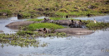 Hippopotamus, three hippos resting in the water, Chobe River, National Park, Botswana, Africa clipart