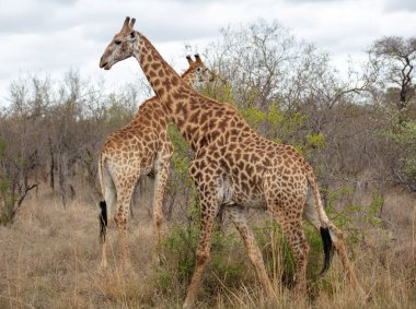Afrika zürafaları, Botswana, Afrika 'daki Chobe Ulusal Parkı' nda otlayan uzun boyunlu safari hayvanları.