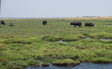 Afrika bufaloları, bufalo sürüsü Chobe Nehri 'nde Syncerus kafe, Botswana Afrika' da Ulusal Park..