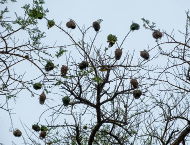 Ağaç dallarındaki Weaver kuşları, bulutlu gökyüzü, kolye şekilli örgü yuvaları ve Güney Afrika 'daki bir Afrika akasya ağacının dokumacı kuşları.