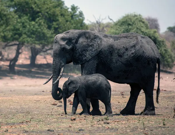 Afrikalı fil anne ve çocuk Botswana Afrika 'daki Chobe Ulusal Parkı' nda yürüyorlar..