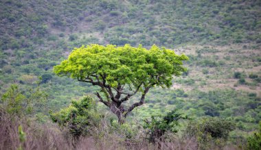 Afrika savanasındaki Akasya ağacı. Vachellia Tortilis, Hluhluwe Parkı, Güney Afrika